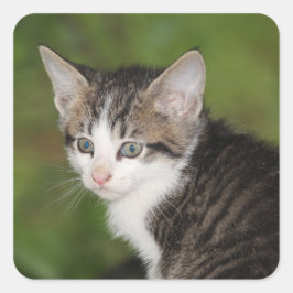 Adesivo Quadrado Kitten
