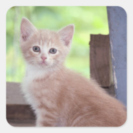 Adesivo Quadrado Kitten