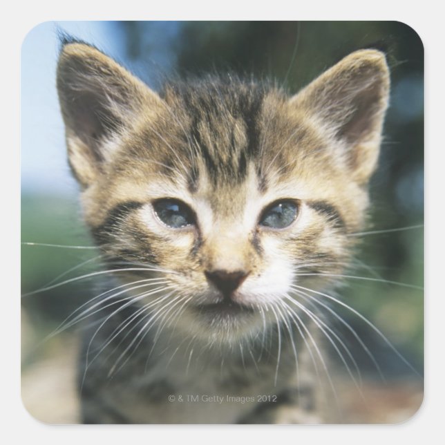 Adesivo Quadrado Kitten ao ar livre (Frente)