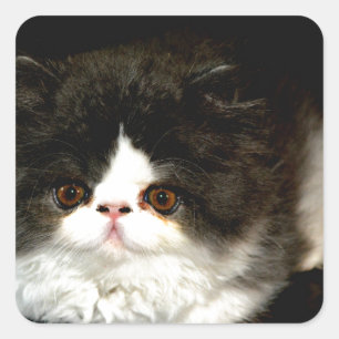 Adesivo Quadrado Kitten Preto e Branco