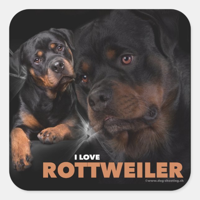 Adesivo Quadrado Kleber - Rottweiler (Frente)
