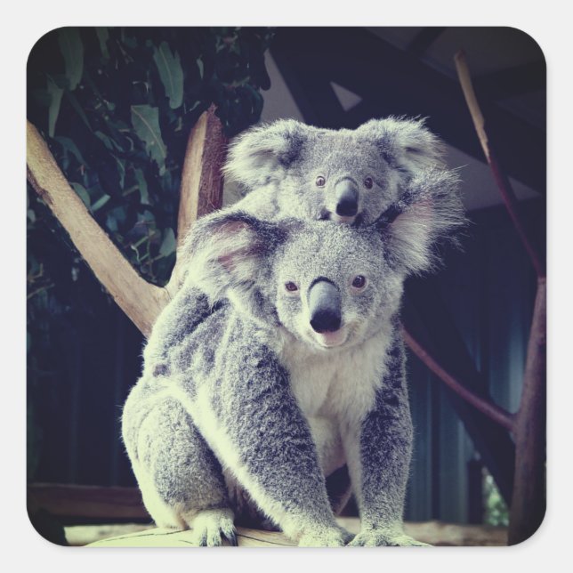 Adesivo Quadrado Koala Bear (Frente)