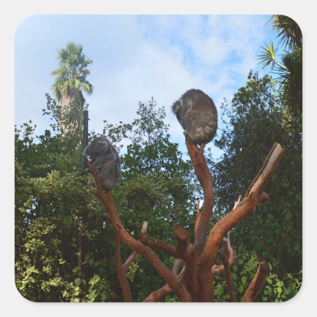 Adesivo Quadrado Koala Dorme Em Árvores, (Frente)