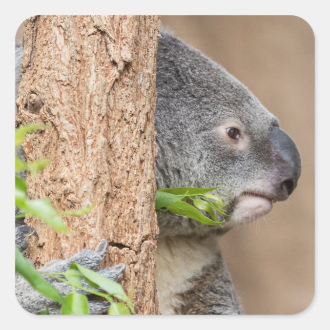 Adesivo Quadrado Koala Headshot (Frente)