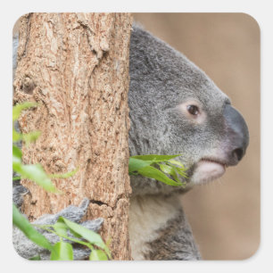 Adesivo Quadrado Koala Headshot