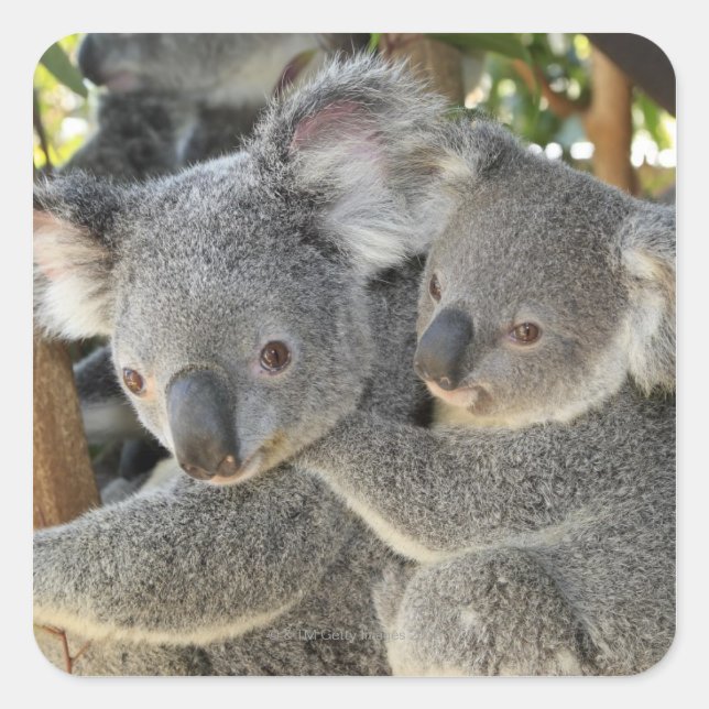Adesivo Quadrado Koala Phascolarctos cinereus Queensland. (Frente)