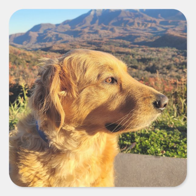 Adesivo Quadrado Kody Sticker (Frente)