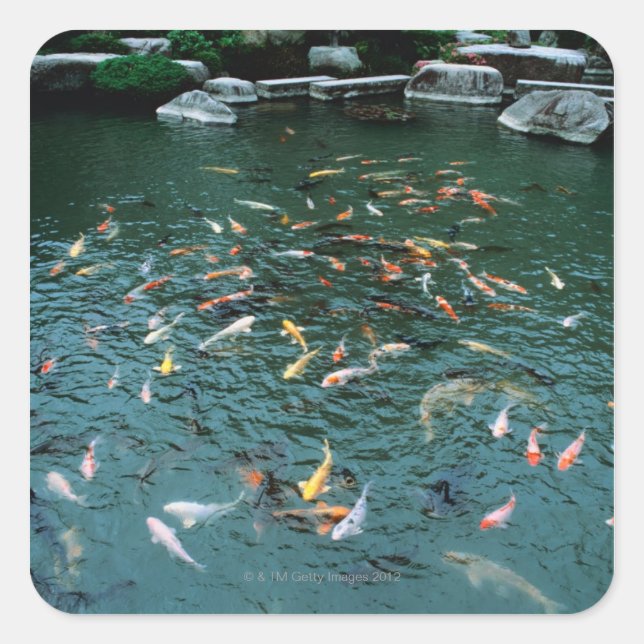 Adesivo Quadrado Koi num Pond (Frente)