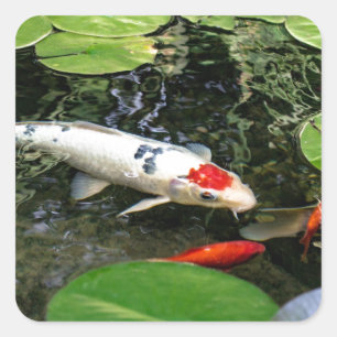Adesivo Quadrado Koi Pond