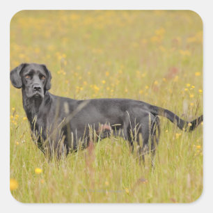 Adesivo Quadrado Labrador preto 16 meses 2