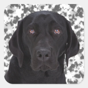 Adesivo Quadrado Labrador retriever preto