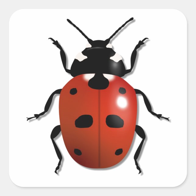 Adesivo Quadrado Ladybird (Frente)