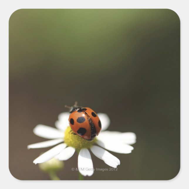 Adesivo Quadrado Ladybird na Flor Camomile (Frente)