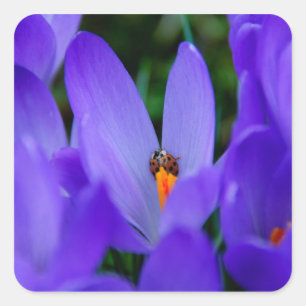 Adesivo Quadrado Ladybird Sticker