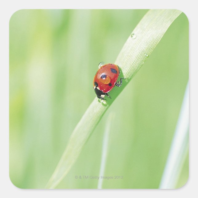 Adesivo Quadrado Ladybug (Frente)
