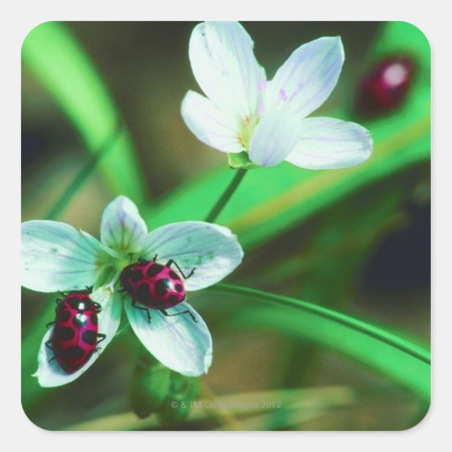 Adesivo Quadrado Ladybug (Frente)