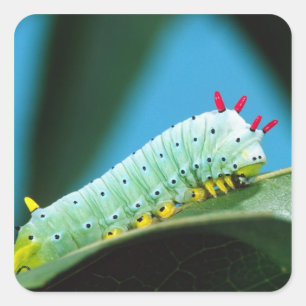 Adesivo Quadrado Lagarta da Mariposa Prometeu, Callosamia