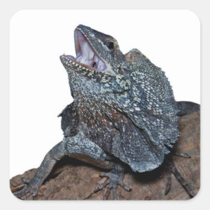 Adesivo Quadrado lagarto do Frilled-pescoço