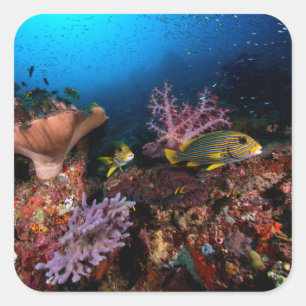 Adesivo Quadrado Laja Ampat Underwater