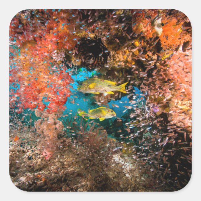 Adesivo Quadrado Laja Ampat Underwater 6 (Frente)