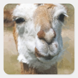 Adesivo Quadrado Lama feliz, efeito de pintura