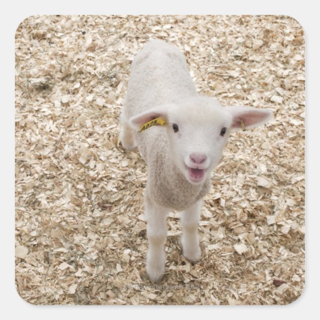 Adesivo Quadrado Lamb (Frente)