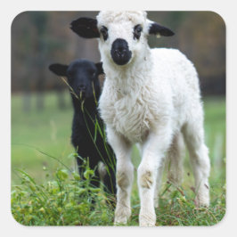 Adesivo Quadrado Lamb