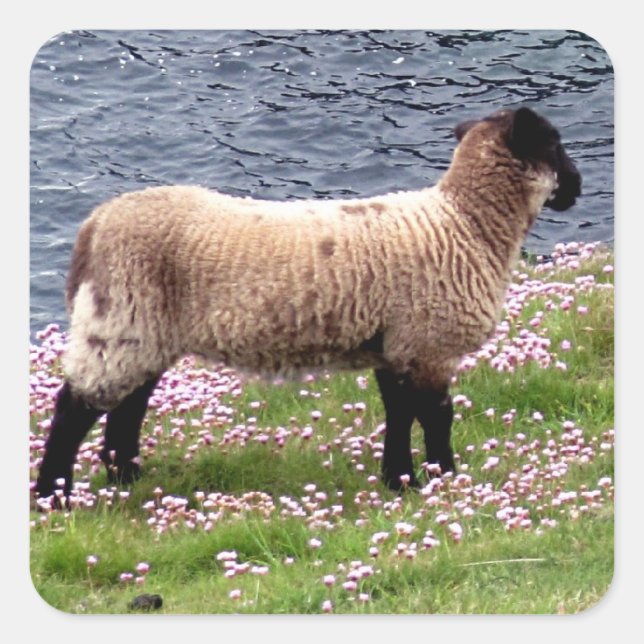Adesivo Quadrado Lâmpada Costeira De South Devon Em Pinks (Frente)