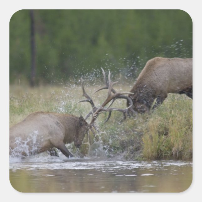 Adesivo Quadrado Lâmpadas Elk, Yellowstone NP, Wyoming (Frente)