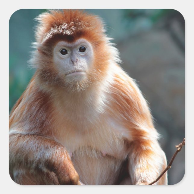 Adesivo Quadrado Langur Monkey Wildlife Animal Photo (Frente)