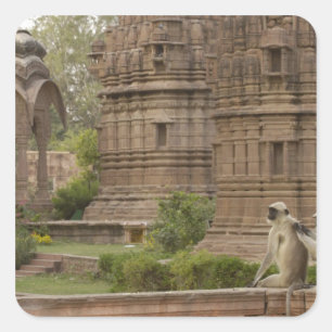 Adesivo Quadrado Langures de Hanuman ou Langur cinzento, comum ou d