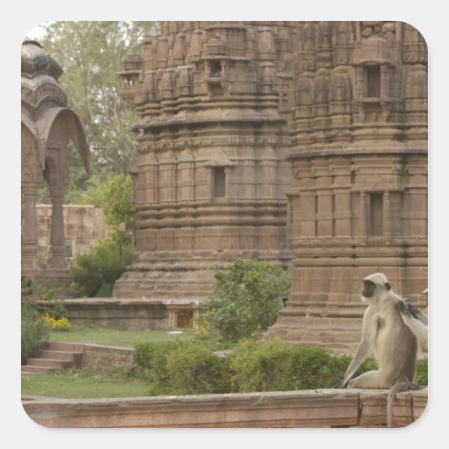 Adesivo Quadrado Langures de Hanuman ou Langur cinzento, comum ou d (Frente)