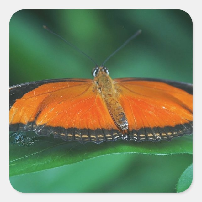 Adesivo Quadrado Laranja Brilhante e Borboleta Negra em Folha (Frente)