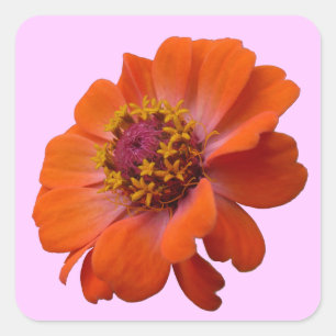 Adesivo Quadrado Laranja Zinnia Wildflower Natureza Floral