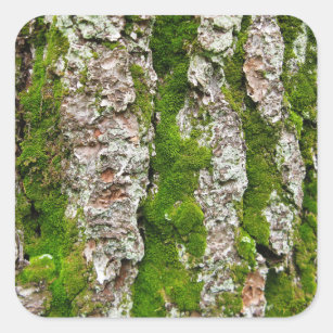 Adesivo Quadrado Latido Pine Tree com Moss