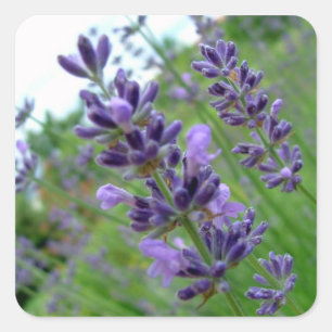 Adesivo Quadrado Lavanda