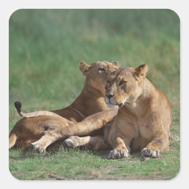 Adesivo Quadrado Leão 5 (Frente)