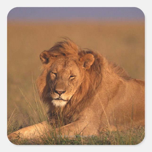 Adesivo Quadrado Leão 8 (Frente)