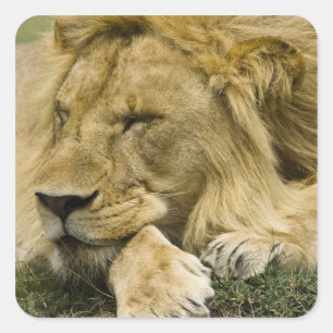 Adesivo Quadrado Leão-africano, Panthera leo, deitado dormindo