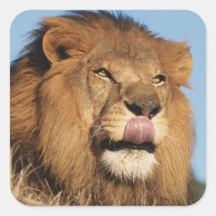 Adesivo Quadrado Leão-africano (Panthera Leo), savana africana