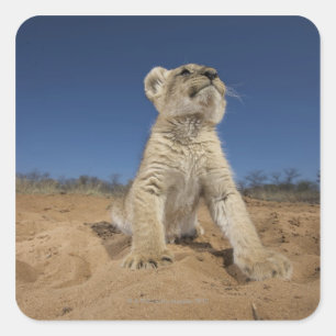Adesivo Quadrado Leão Cub (Panthera Leo) que senta-se na areia,