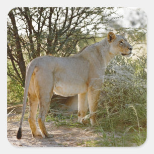 Adesivo Quadrado leão-leoa, Panthera leo, Kgalagadi
