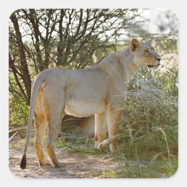 Adesivo Quadrado leão-leoa, Panthera leo, Kgalagadi (Frente)
