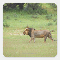 leão macho ambulante, Panthera leo, Kgalagadi
