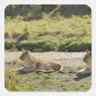 Adesivo Quadrado leão (Panthera leo), leoa de dois jovens, Masai