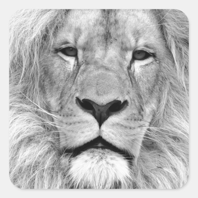 Adesivo Quadrado Leão preto e branco (Frente)