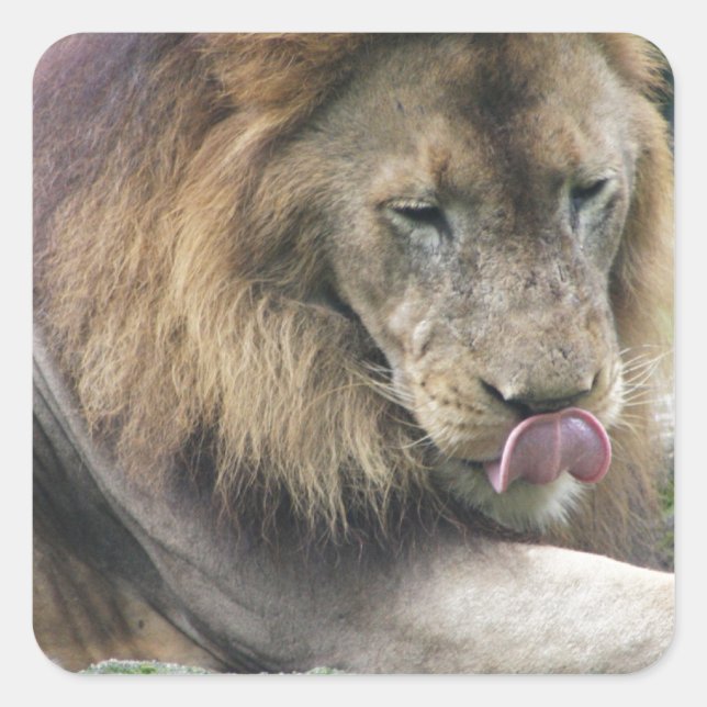 Adesivo Quadrado Leão Que Lhe Lhe Lança As Coisas! (Frente)