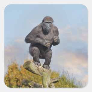 Adesivo Quadrado Lei de Equilíbrio de Árvores de Gorila