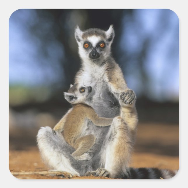 Adesivo Quadrado Lêmure-de-cauda-anelada, (Lemur catta), Mãe e (Frente)