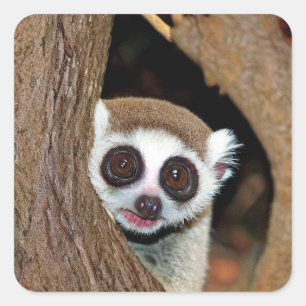 Adesivo Quadrado Lenta Loris